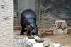 ueno_zoo_3532_mini.jpg