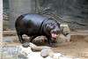 ueno_zoo_3533_mini.jpg