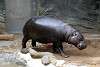 ueno_zoo_3534_mini.jpg
