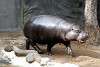 ueno_zoo_3535_mini.jpg