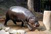ueno_zoo_3536_mini.jpg