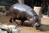 ueno_zoo_3537_mini.jpg
