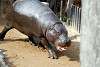 ueno_zoo_3538_mini.jpg