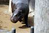 ueno_zoo_3539_mini.jpg