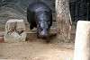 ueno_zoo_3542_mini.jpg