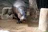 ueno_zoo_3544_mini.jpg