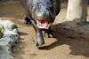 ueno_zoo_3547_mini.jpg