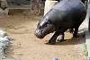 ueno_zoo_3548_mini.jpg