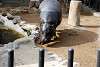 ueno_zoo_3550_mini.jpg