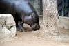 ueno_zoo_3551_mini.jpg
