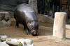 ueno_zoo_3552_mini.jpg