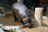ueno_zoo_3553_mini.jpg