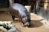 ueno_zoo_3554_mini.jpg