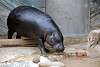 ueno_zoo_3555_mini.jpg