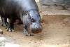 ueno_zoo_3556_mini.jpg