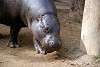 ueno_zoo_3557_mini.jpg