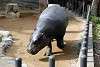 ueno_zoo_3558_mini.jpg