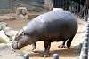 ueno_zoo_3559_mini.jpg