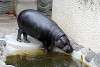 ueno_zoo_3561_mini.jpg