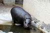 ueno_zoo_3562_mini.jpg