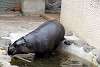 ueno_zoo_3563_mini.jpg