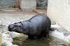ueno_zoo_3564_mini.jpg