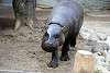ueno_zoo_3565_mini.jpg