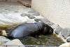 ueno_zoo_3566_mini.jpg