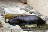 ueno_zoo_3567_mini.jpg