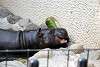 ueno_zoo_3572_mini.jpg