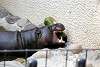 ueno_zoo_3573_mini.jpg