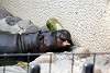 ueno_zoo_3574_mini.jpg