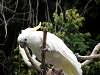 ueno_zoo_3581_mini.jpg