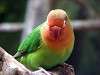 ueno_zoo_3582_mini.jpg