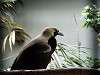 ueno_zoo_3583_mini.jpg