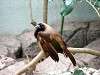 ueno_zoo_3585_mini.jpg