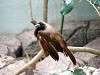 ueno_zoo_3586_mini.jpg