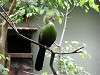 ueno_zoo_3587_mini.jpg