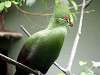 ueno_zoo_3588_mini.jpg