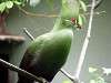 ueno_zoo_3589_mini.jpg
