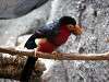 ueno_zoo_3593_mini.jpg