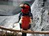 ueno_zoo_3594_mini.jpg