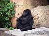 ueno_zoo_3598_mini.jpg