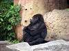 ueno_zoo_3599_mini.jpg