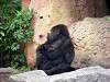 ueno_zoo_3600_mini.jpg