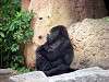 ueno_zoo_3601_mini.jpg
