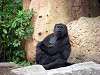 ueno_zoo_3604_mini.jpg