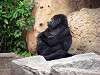 ueno_zoo_3605_mini.jpg