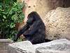 ueno_zoo_3606_mini.jpg