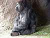 ueno_zoo_3608_mini.jpg